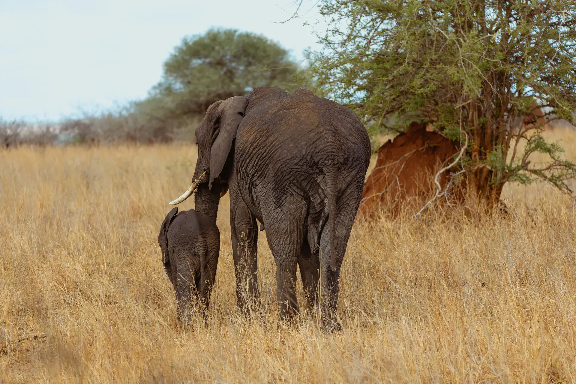 Elephants in a Tanzania safari landscape